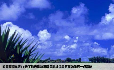 的葡萄酒发酵16天了昨天刚滤渣颜色玫红但只有甜味没有一点酒味