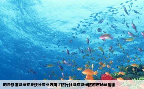 的是旅游管理专业快分专业方向了旅行社酒店管理旅游市场营销哪