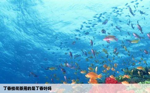 丁香桂花茶用的是丁香叶吗