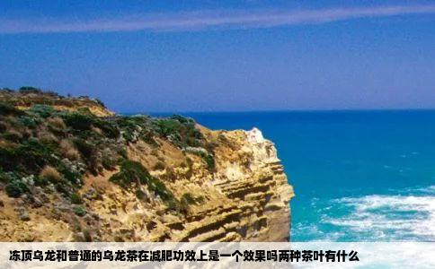 冻顶乌龙和普通的乌龙茶在减肥功效上是一个效果吗两种茶叶有什么