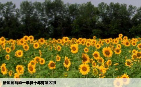 法国葡萄酒一年和十年有啥区别