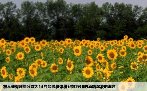 放入盛有质量分数为15的盐酸和体积分数为95的酒精溶液的混合