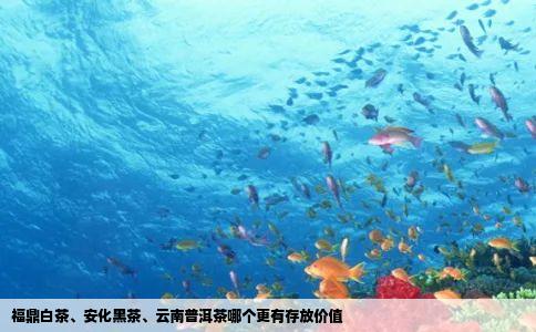 福鼎白茶、安化黑茶、云南普洱茶哪个更有存放价值