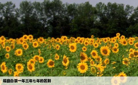 福鼎白茶一年三年七年的区别