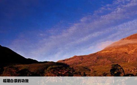 福建白茶的功效