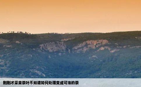 刚刚才采来茶叶不知道如何处理变成可泡的茶