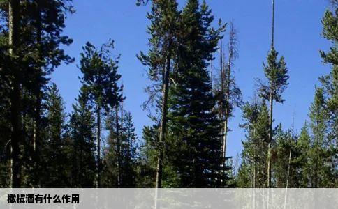 橄榄酒有什么作用