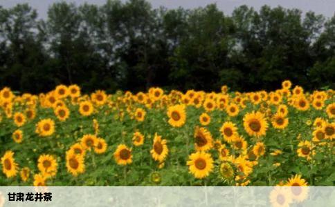 甘肃龙井茶