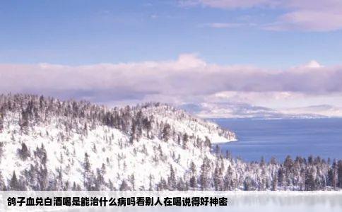 鸽子血兑白酒喝是能治什么病吗看别人在喝说得好神密