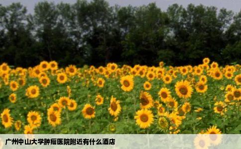 广州中山大学肿瘤医院附近有什么酒店