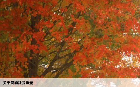 关于啤酒社会语录