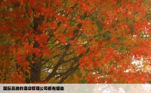 国际品牌的酒店管理公司都有哪些