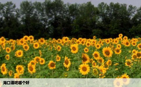 海口酒吧哪个好