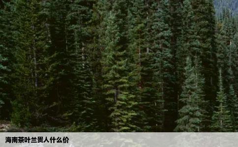 海南茶叶兰贵人什么价