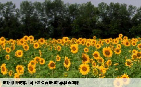 航班取消去哪儿网上怎么要求退机票和酒店钱