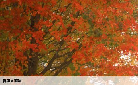 韩国人酒量