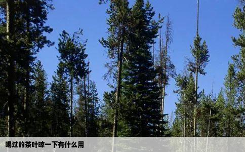 喝过的茶叶晾一下有什么用