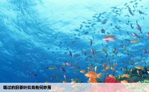 喝过的旧茶叶究竟有何妙用