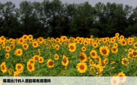喝酒出汗的人很能喝有道理吗