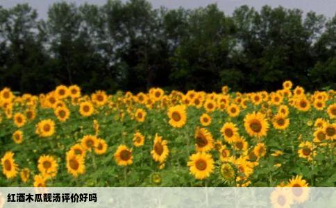 红酒木瓜靓汤评价好吗