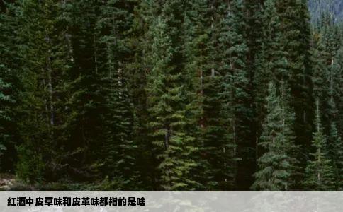 红酒中皮草味和皮革味都指的是啥