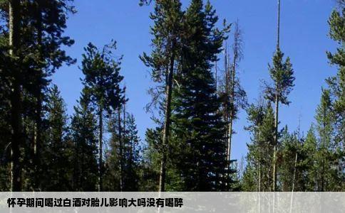 怀孕期间喝过白酒对胎儿影响大吗没有喝醉