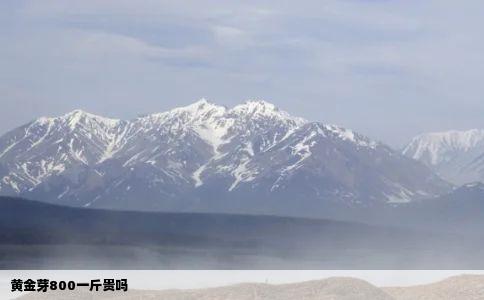 黄金芽800一斤贵吗
