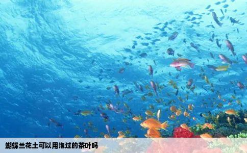 蝴蝶兰花土可以用泡过的茶叶吗