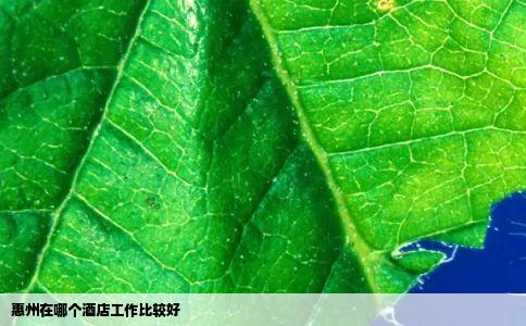 惠州在哪个酒店工作比较好