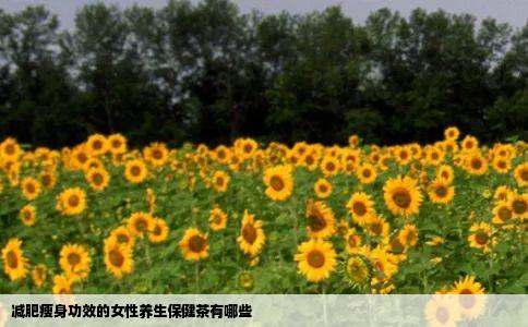 减肥瘦身功效的女性养生保健茶有哪些