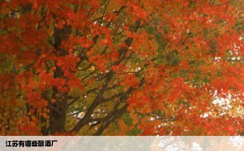 江苏有哪些酿酒厂