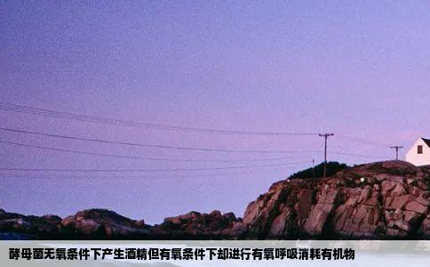 酵母菌无氧条件下产生酒精但有氧条件下却进行有氧呼吸消耗有机物