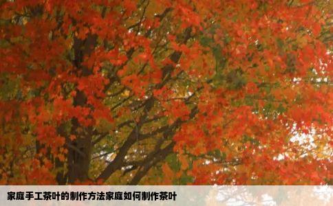 家庭手工茶叶的制作方法家庭如何制作茶叶