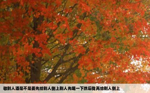 敬别人酒是不是要先给别人倒上别人先喝一下然后我再给别人倒上