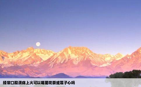 经常口腔溃疡上火可以喝菊花茶或莲子心吗