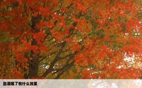 劲酒喝了有什么效果