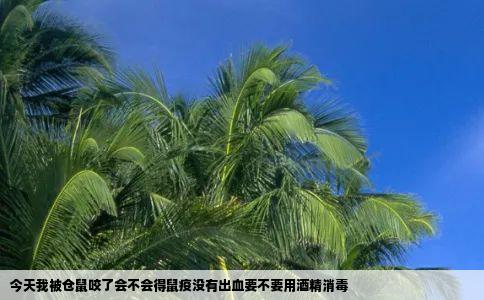 今天我被仓鼠咬了会不会得鼠疫没有出血要不要用酒精消毒