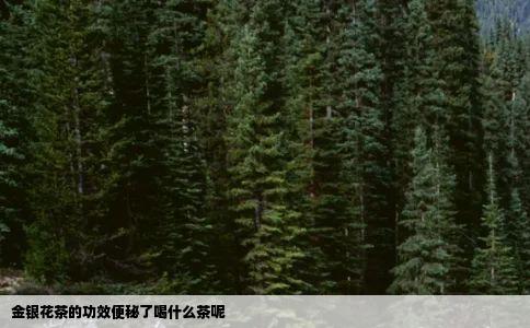 金银花茶的功效便秘了喝什么茶呢