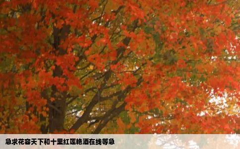 急求花容天下和十里红莲艳酒在线等急