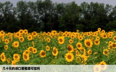 几十元的进口葡萄酒可信吗