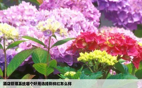 酒店管理系统哪个好用选择别样红怎么样