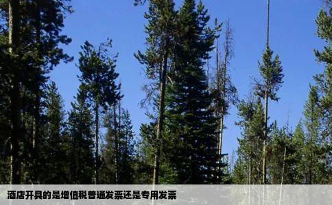 酒店开具的是增值税普通发票还是专用发票