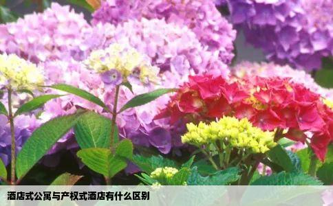 酒店式公寓与产权式酒店有什么区别