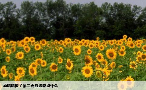 酒喝喝多了第二天应该吃点什么