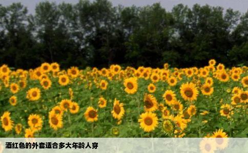 酒红色的外套适合多大年龄人穿