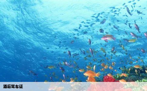 酒后驾车证