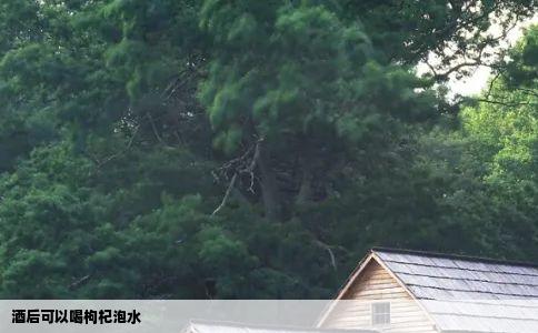 酒后可以喝枸杞泡水