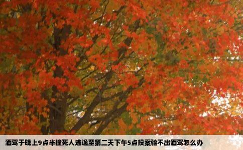 酒驾于晚上9点半撞死人逃逸至第二天下午5点投案验不出酒驾怎么办