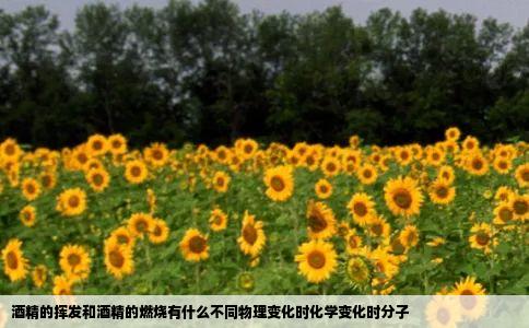 酒精的挥发和酒精的燃烧有什么不同物理变化时化学变化时分子