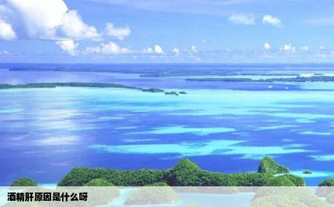 酒精肝原因是什么呀